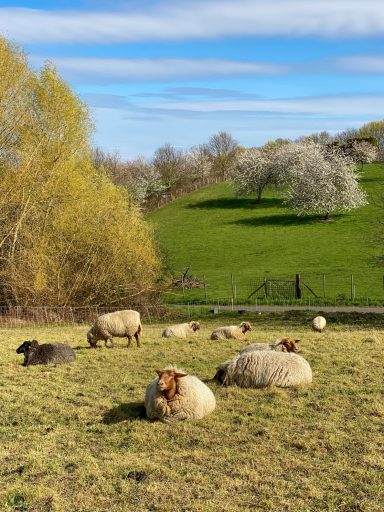 LANDIDYLLE IM VORGEBIRGE Schafe liegen auf einer Wiese, umgeben von Bäumen und blühenden Sträuchern.
